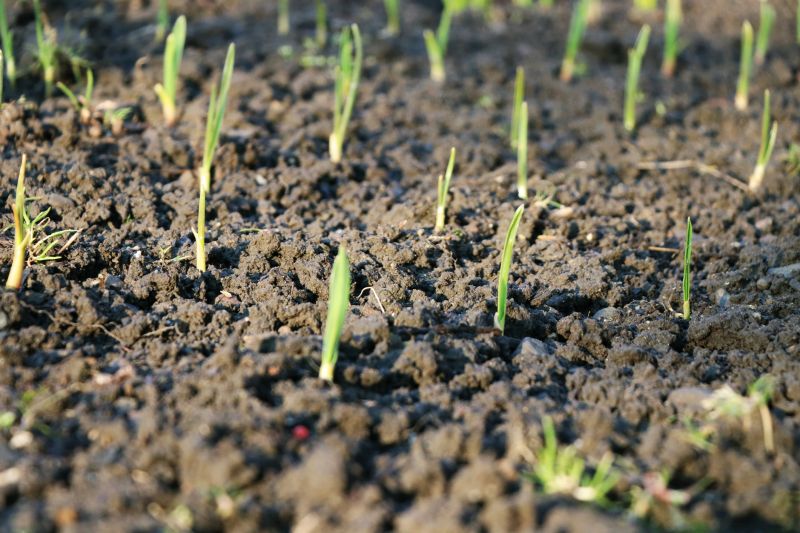 Spring Brush Cutting