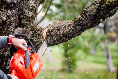 Tree Service Experts
